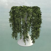 Lease of life