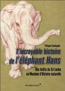 Le collectionneur et l'éléphant