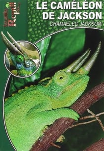 Le caméléon de Jackson