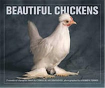 Beautiful chickens - portraits of champion breeds