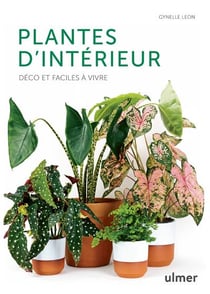 Quelle plante verte offrir à noël ? - Vert Bobo