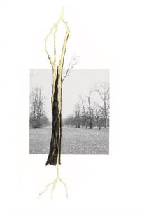 Giuseppe Penone : Thoughts in the roots /anglais