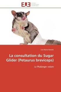 La consultation du sugar glider (petaurus breviceps)