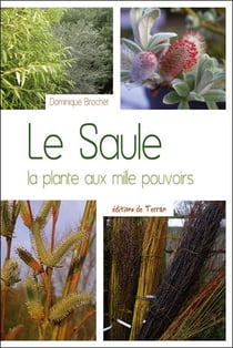 Le saule - la plante aux mille pouvoirs