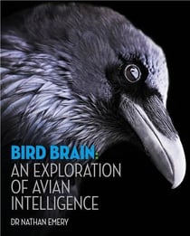 Bird brain