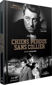 Chiens perdus sans collier