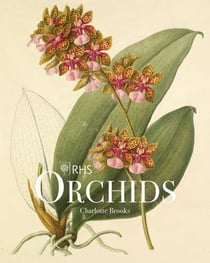 Rhs orchids