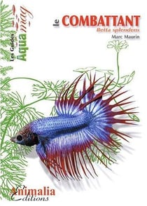 Le combattant - betta splendens