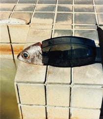 Naohiro Harada : Tokyo fishgraphs