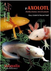 L'Axolotl