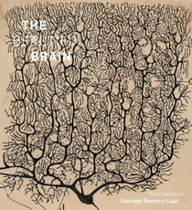 The beautiful brain