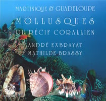 Martinique et guadeloupe - mollusques du récif corallien
