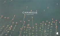 Camargue