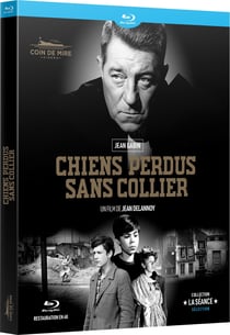 Chiens perdus sans collier