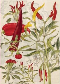 Chili peppers hardcover journal
