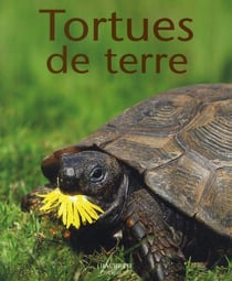 Tortues de terre