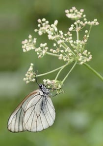 Carnet de photographes - macrophotographie