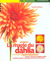 La magie du dahlia