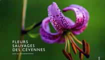 Fleurs sauvages des cévennes