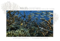 Récifs coralliens, coeur de l'ocean