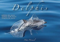 Delphis, dauphins des acores