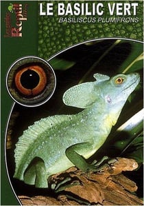 Le basilic vert