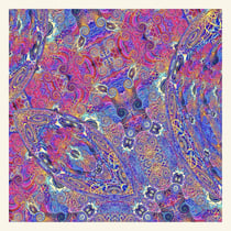 Placenta