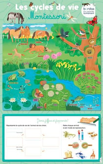 Les posters effaçables : les cycles de vie Montessori