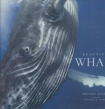 Beautiful whale