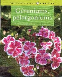 Geraniums pelargoniums