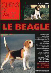 Chiens de race : le beagle