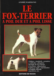 Fox terrier a poil dur