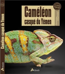 Caméléon casque du Yémen