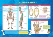 Le corps humain