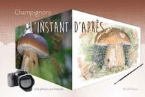 Champignons : l'instant d'après