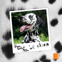 PEAU, POILS ET PATTES : le chien