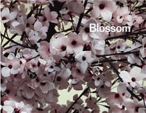 Blossom