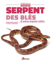 Serpent des blés & autres serpents ratiers - pantherophis guttata, p. obsoletus, bogertophis...