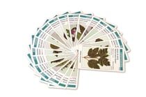 Arbo'cartes - jeu de 62 cartes