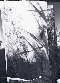 Walks, conversations /anglais