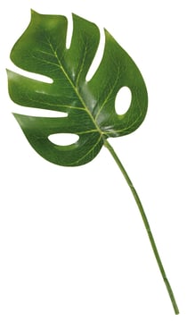 Feuille Listi Monstera - set de 3