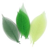 FEUILLES SECHEES 20X8CM VERTS FEUILLES SECHEES 20X8CM VERTS
