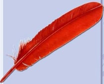 Plume oie anglaise noire