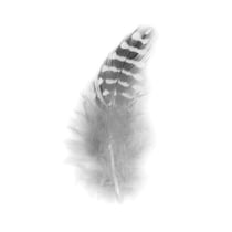 Plume Tachetee 6Cm