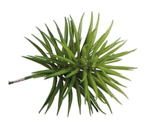 Succulent Senecio