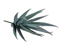 Succulent Aloe