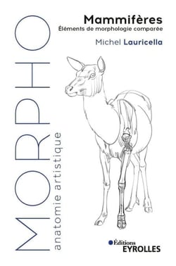 Mammifères - Eléments de morphologie comparée