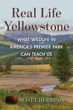 Real Life Yellowstone - What Wildlife in America's Premier Park Can Teach Us