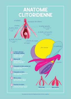 Planche anatomique du clitoris - Image pédagogique inclusive