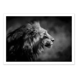 Affiche 50x70 cm - The Male - 1x